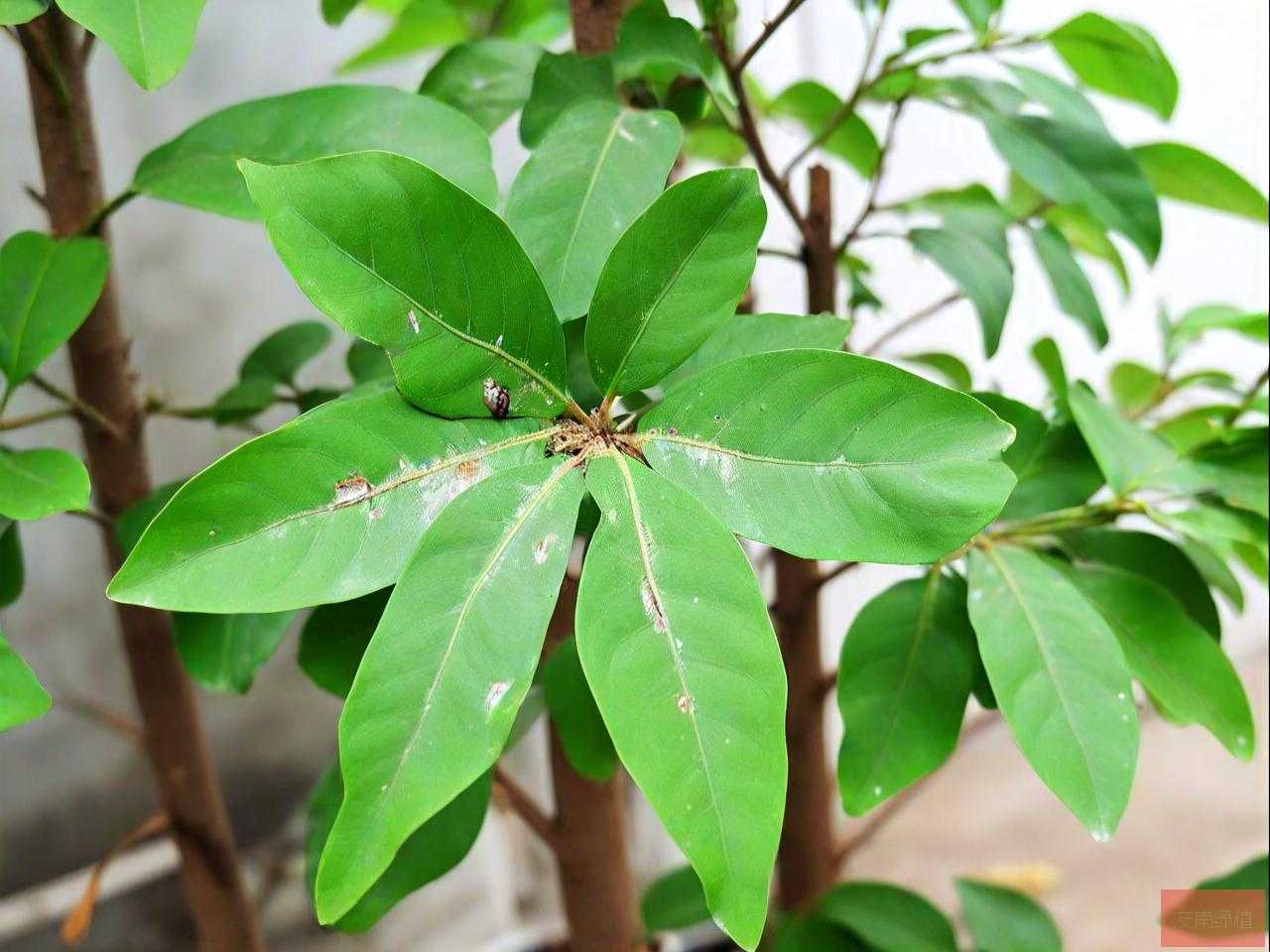 幸福树生虫子叶子粘液