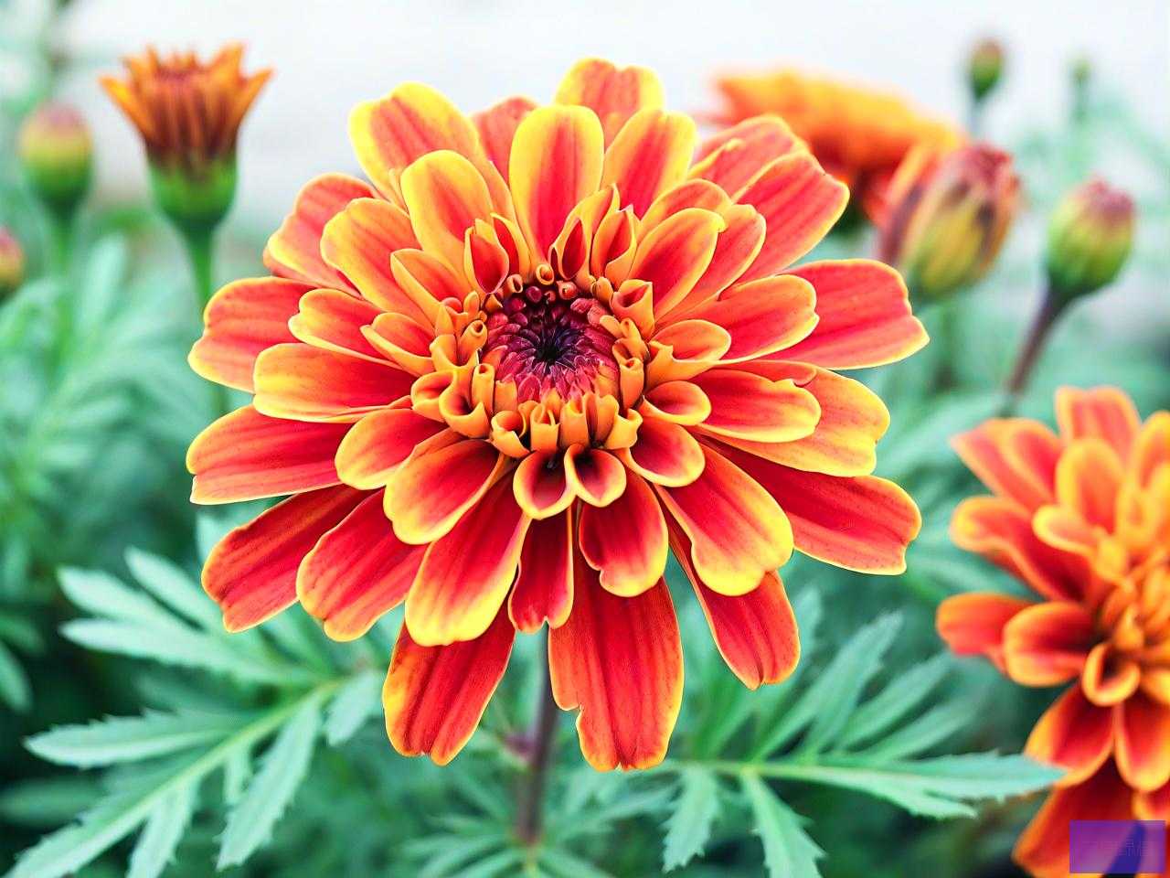 万寿菊花语象征与寓意