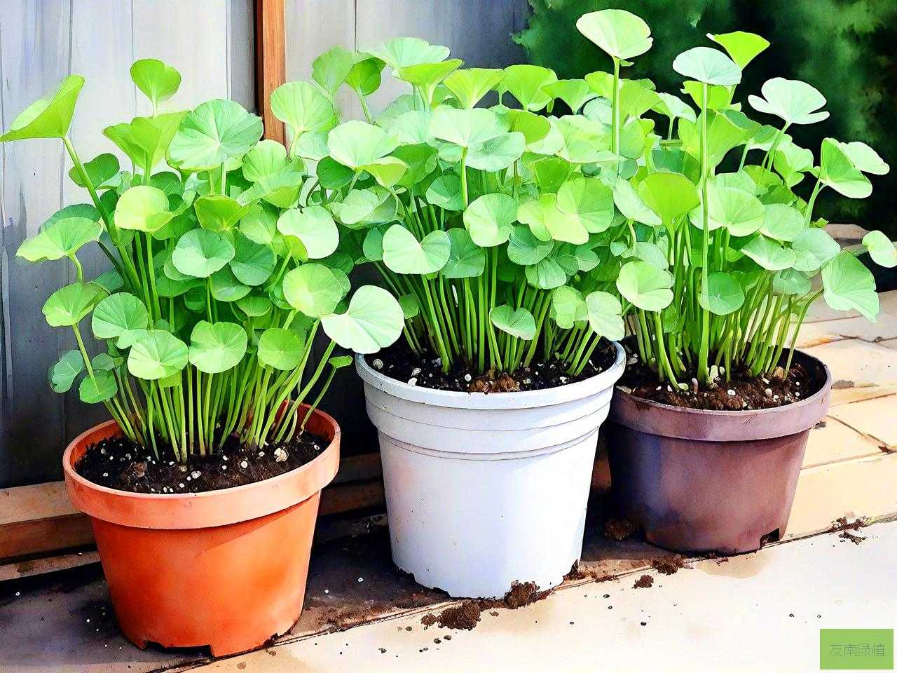 植物钱多多的养殖方法