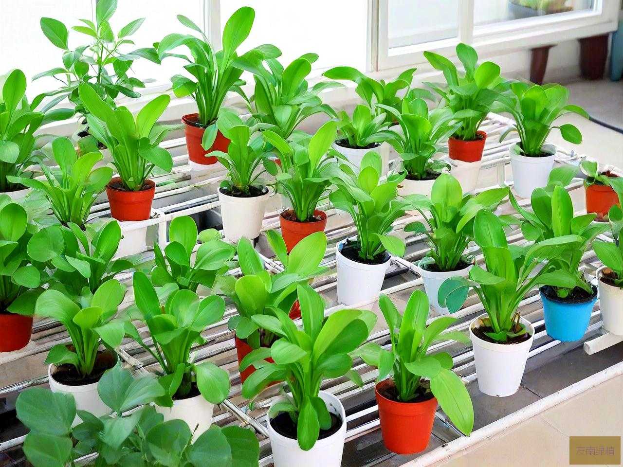 室内养什么水培植物好