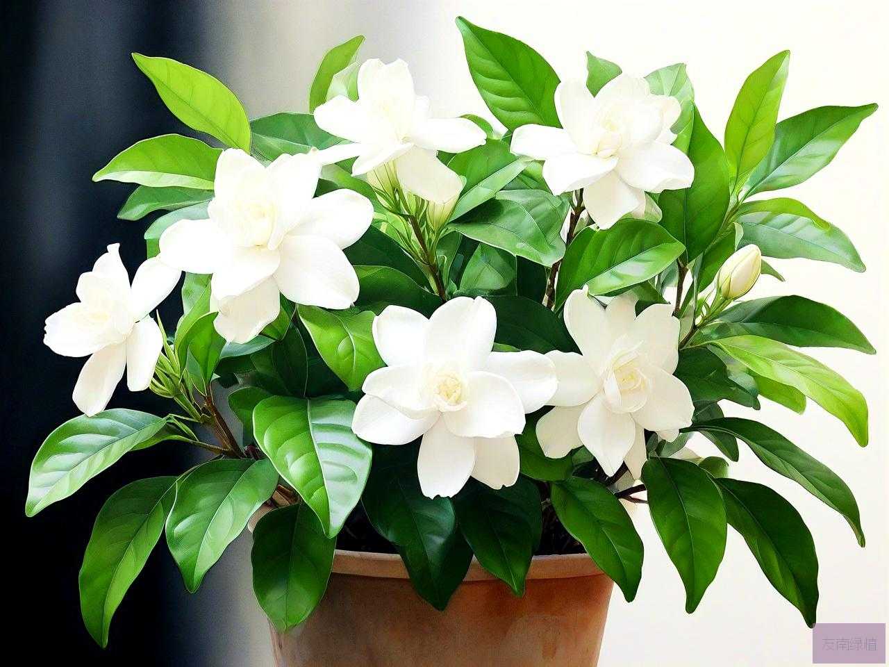 刚拿到的茉莉花怎么养