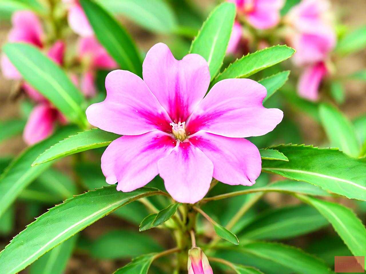 凤仙花的种子传播方式