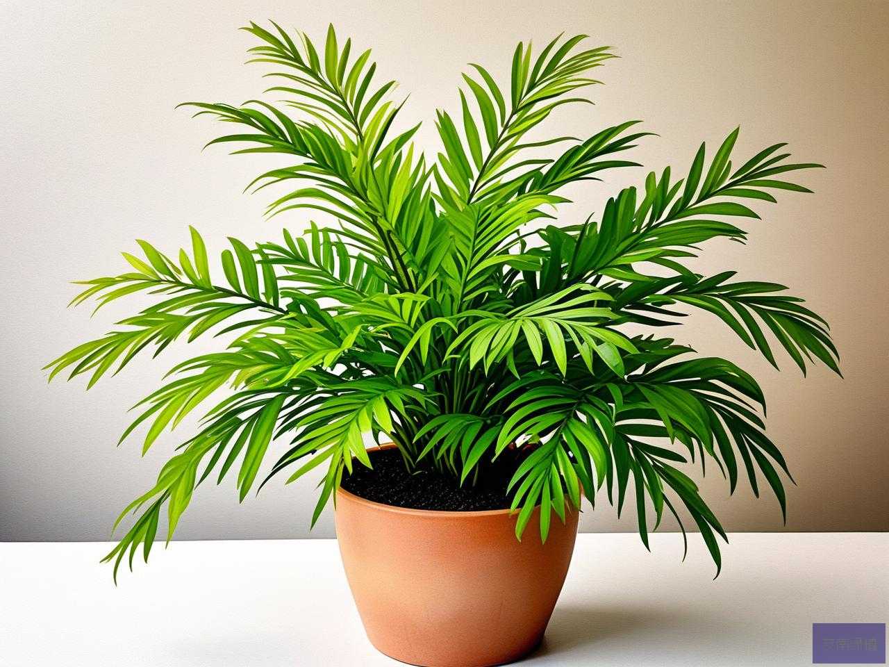 2025年吸甲醛哪些植物好
