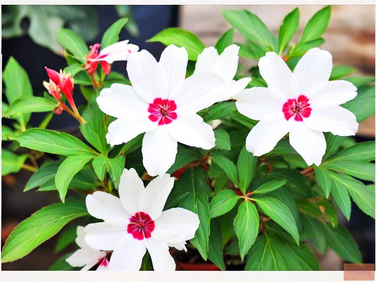 白凤仙花哪里可以买到