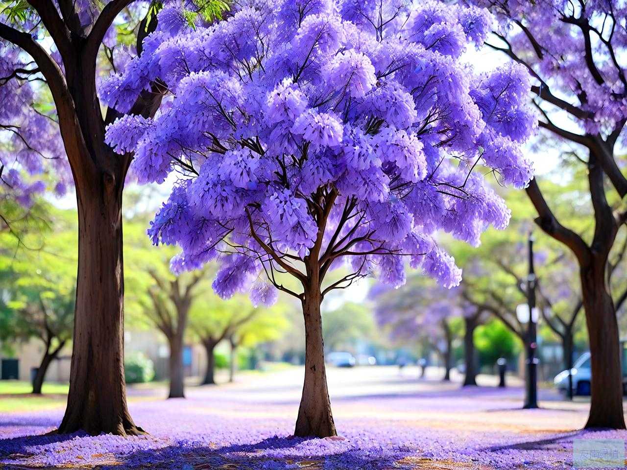 10公分蓝花楹多少钱