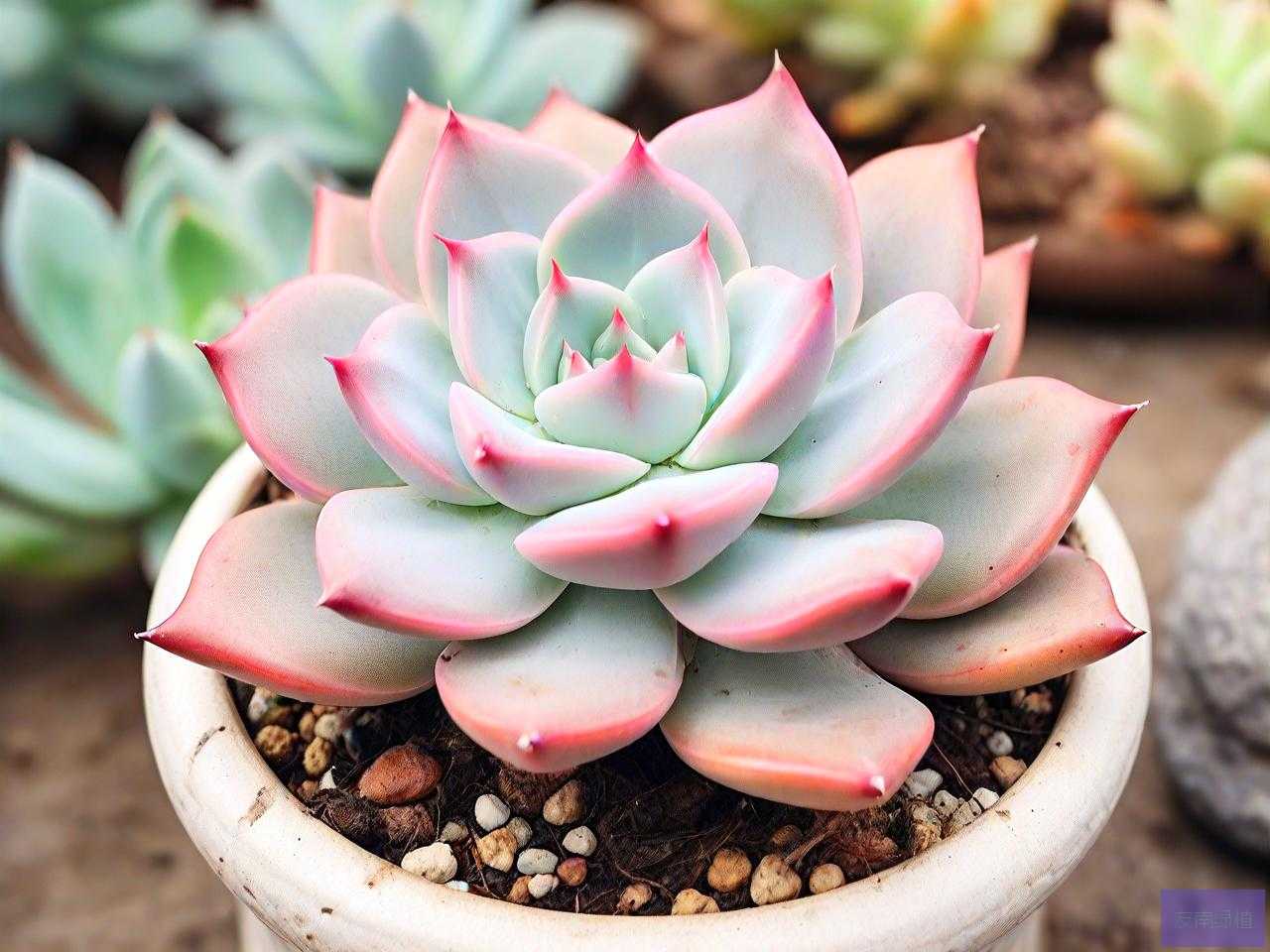 哪些多肉植物皮实好养
