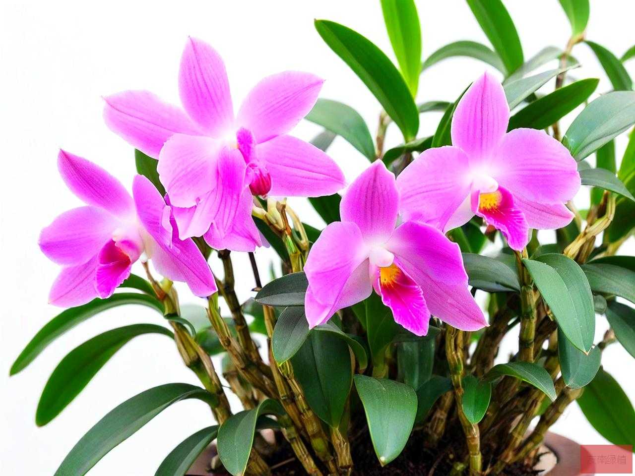 铁皮石斛观赏花怎么养