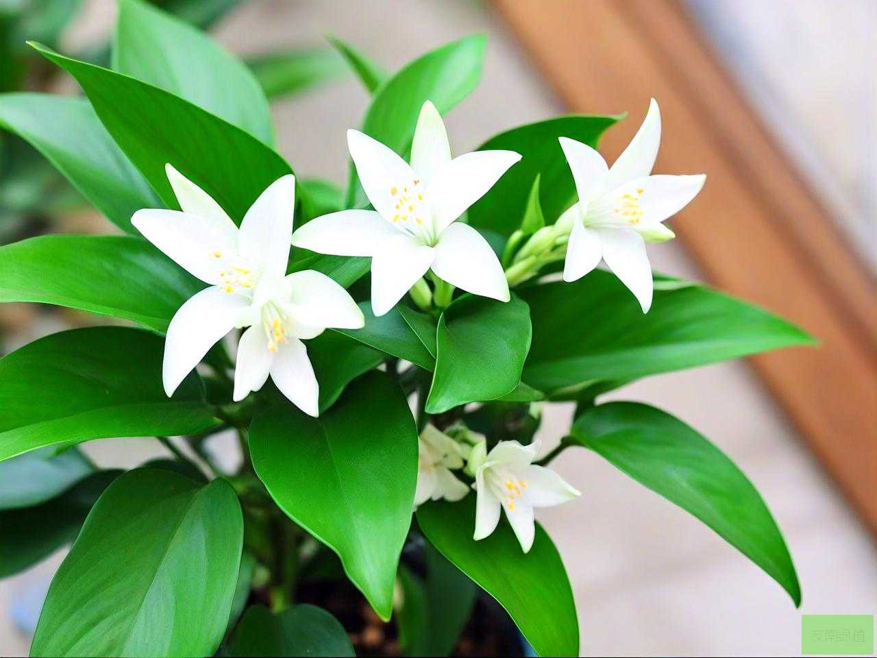 绿萝花浇什么水长得好