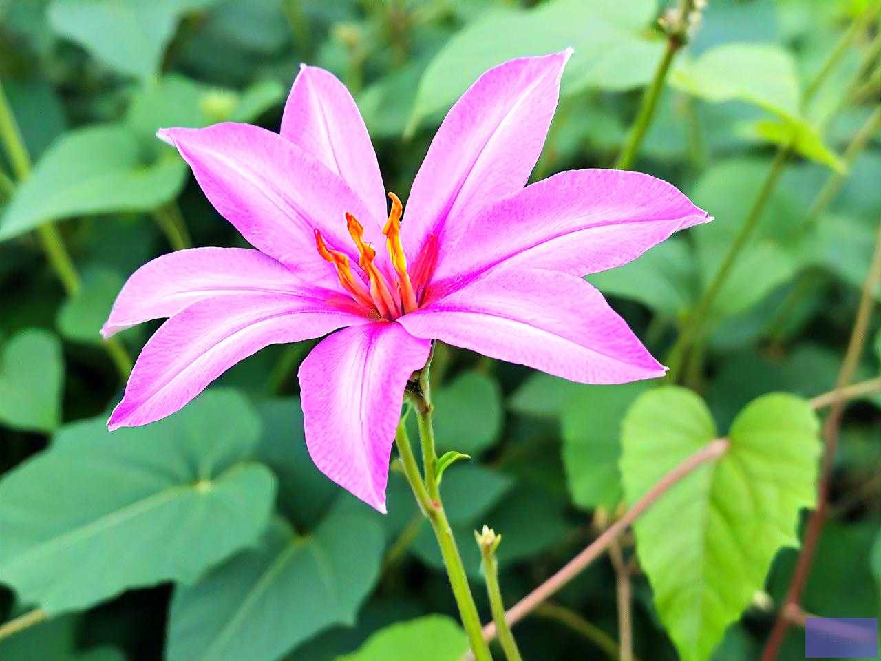 野生葛藤花有什么作用