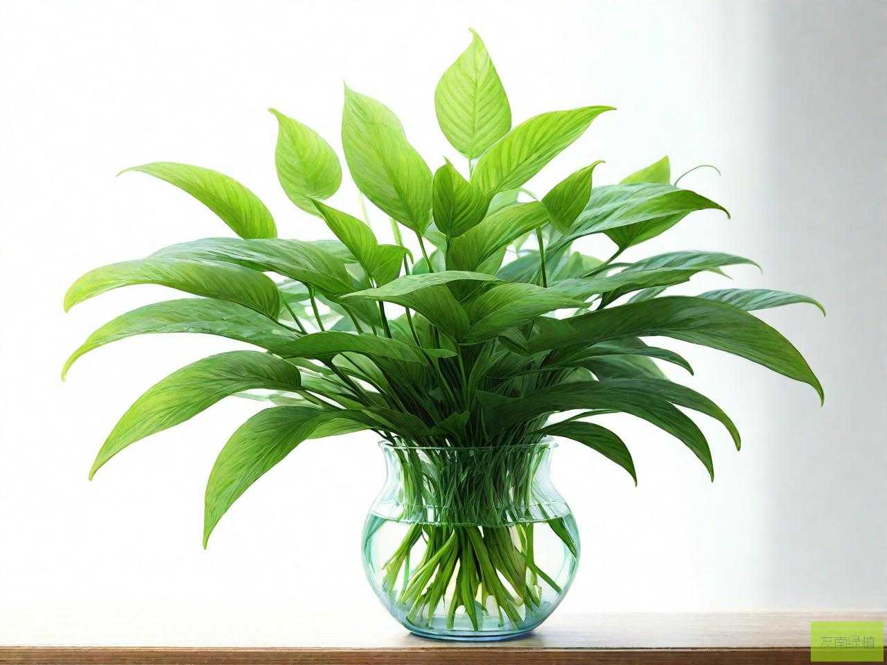 驱蚊植物水养哪种最好