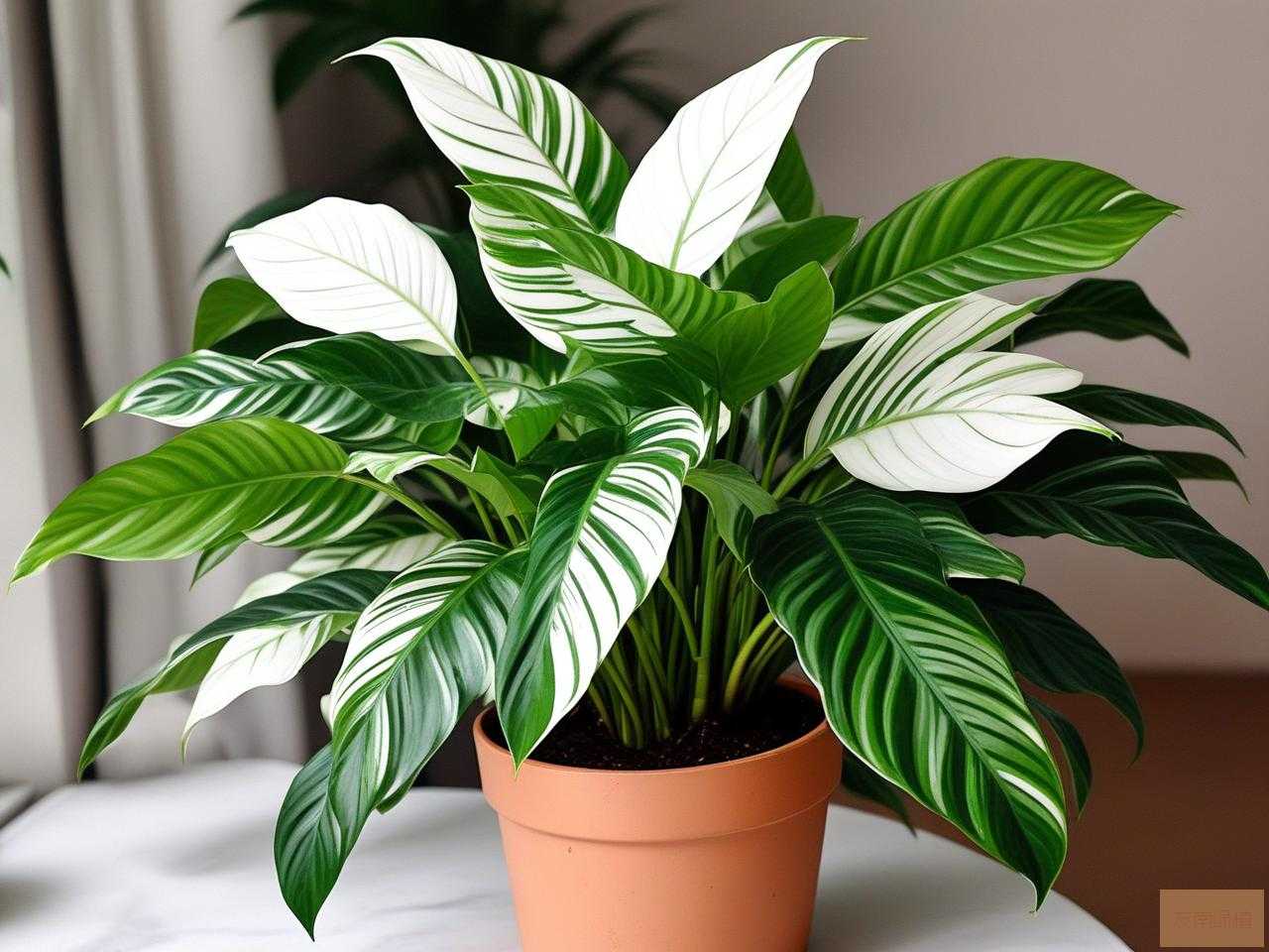 2025年绿植白掌养殖方法