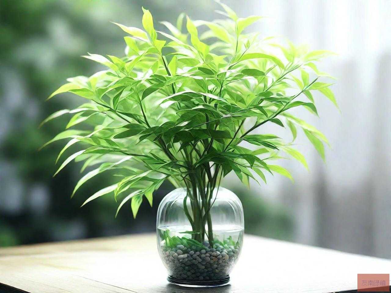 水培南天竹的养殖方法和注意事项怎么养