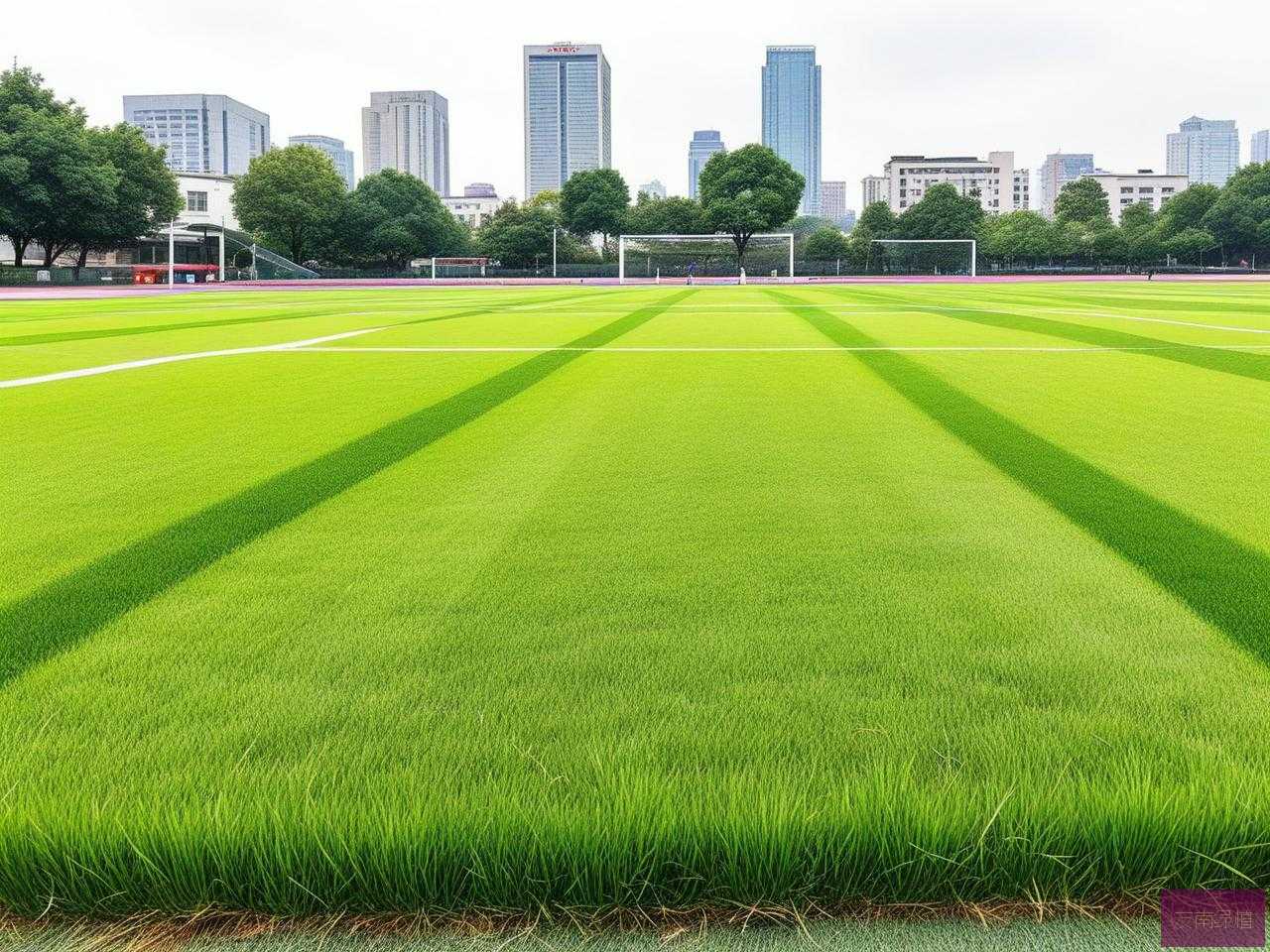 2025年长沙兰引三号草皮