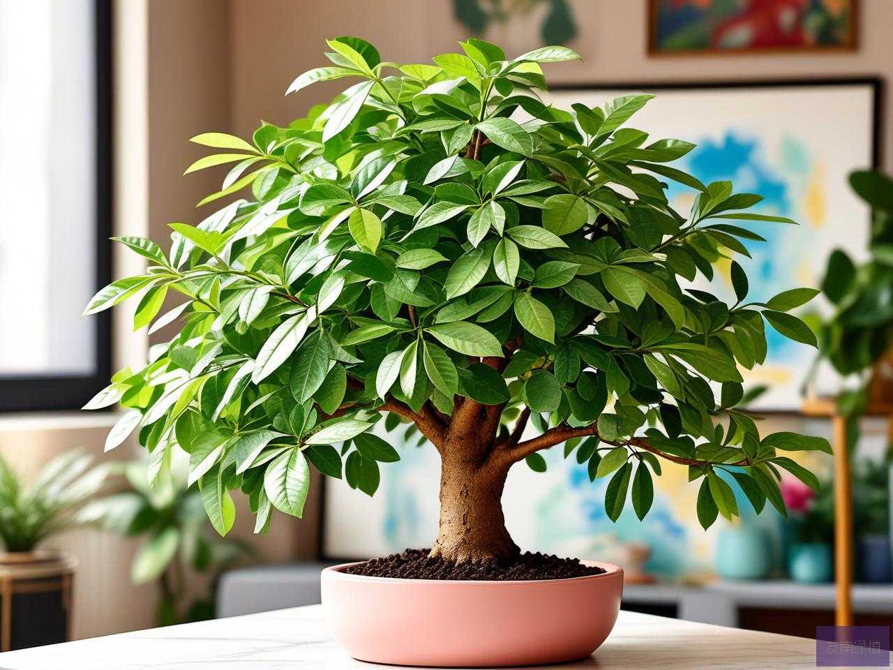2025年发财树开花的概率