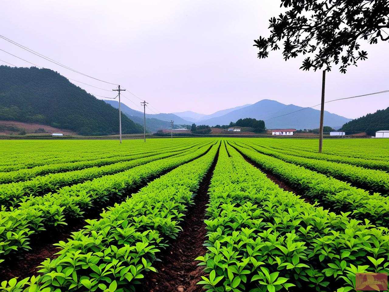 2025年冬青苗木种植基地