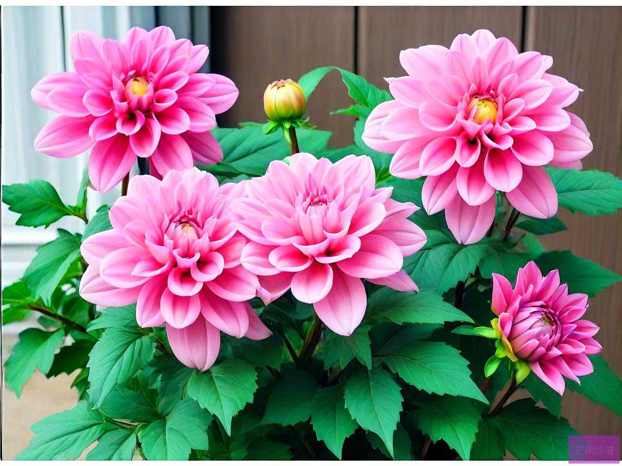 老来俏花能在室内养吗