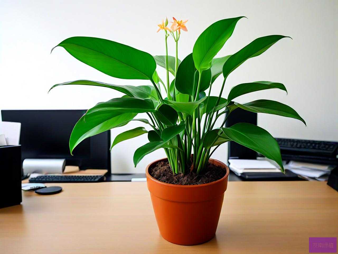 办公室养什么植物招财