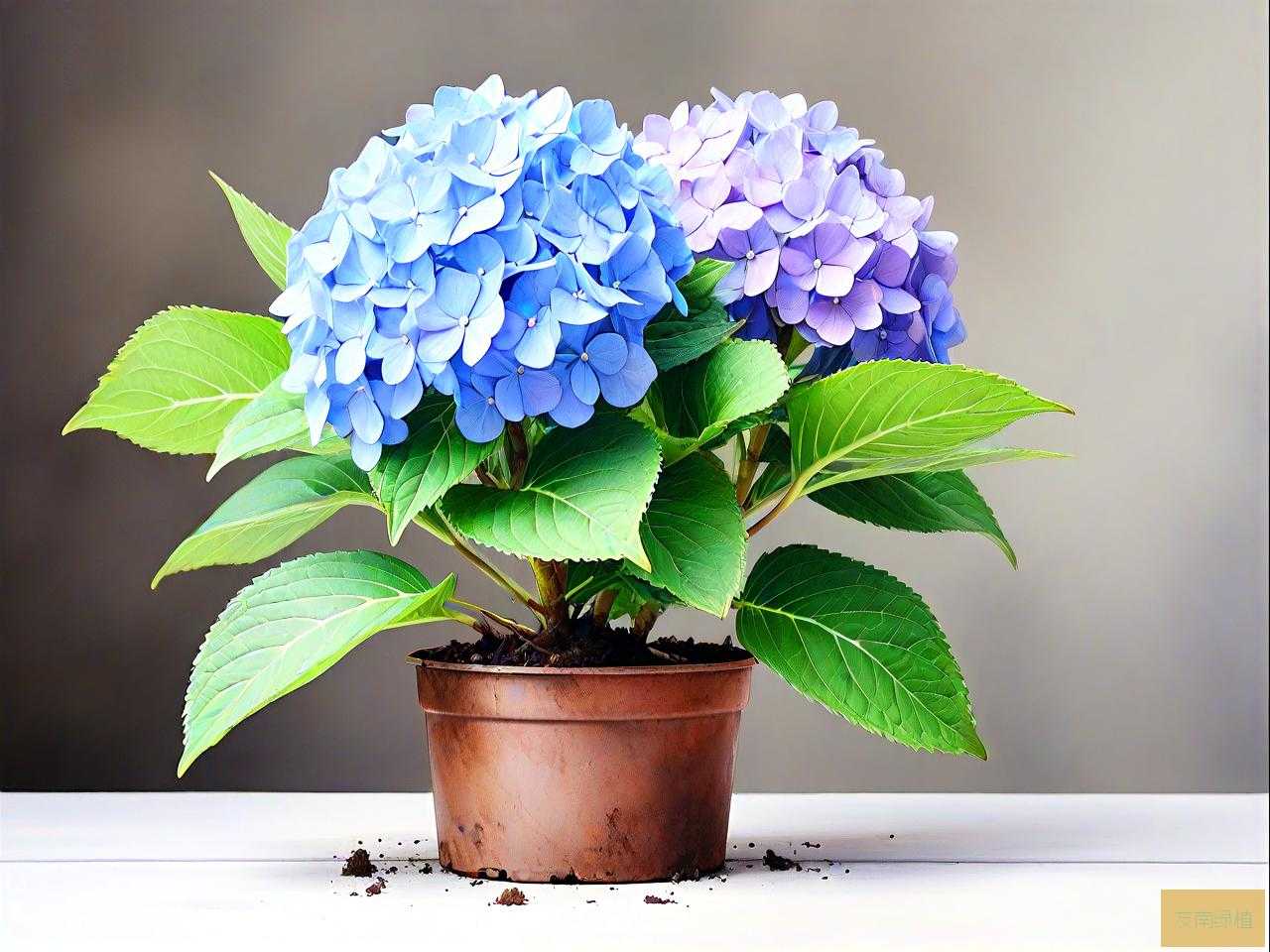 刚买的绣球花苗怎么养