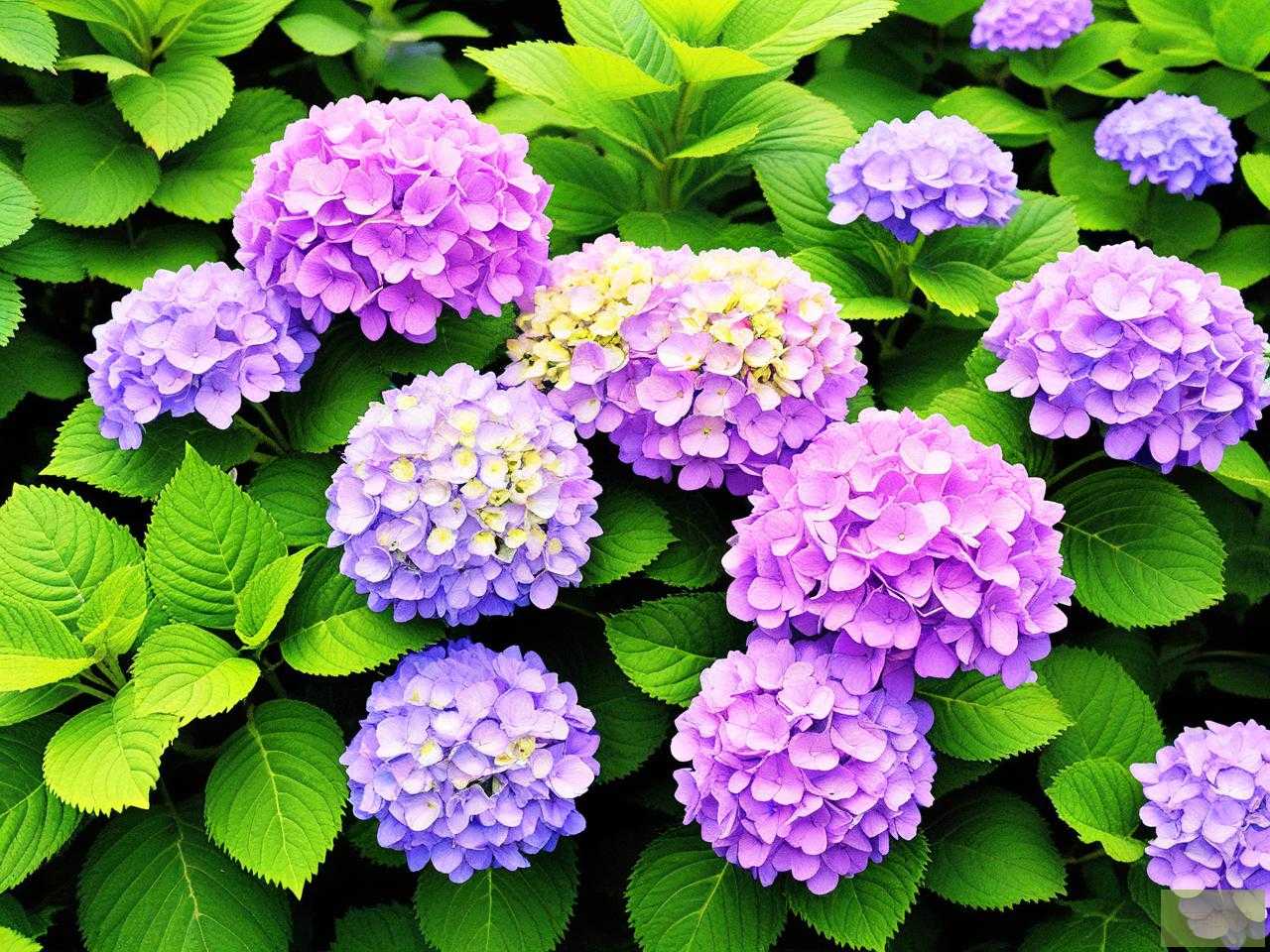 2025年绿色绣球花的花语