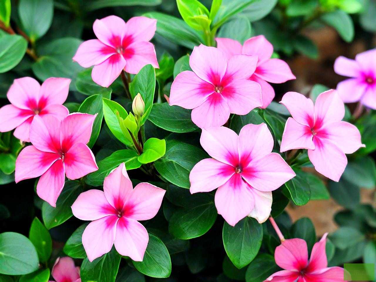 花叶蔓长春花养殖方法