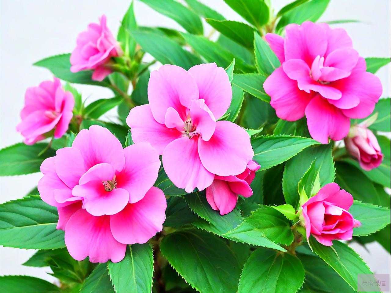 凤仙花花语象征着什么