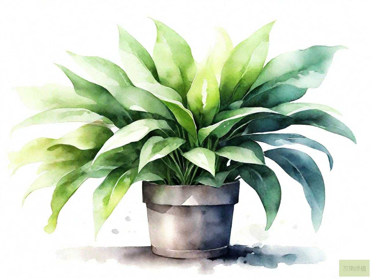 绿植怎么养最好
