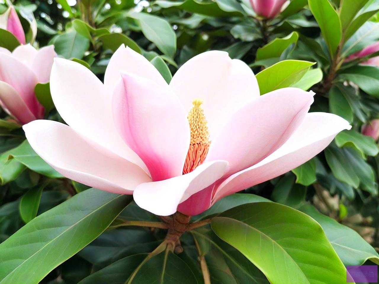 大型广玉兰多少钱一颗