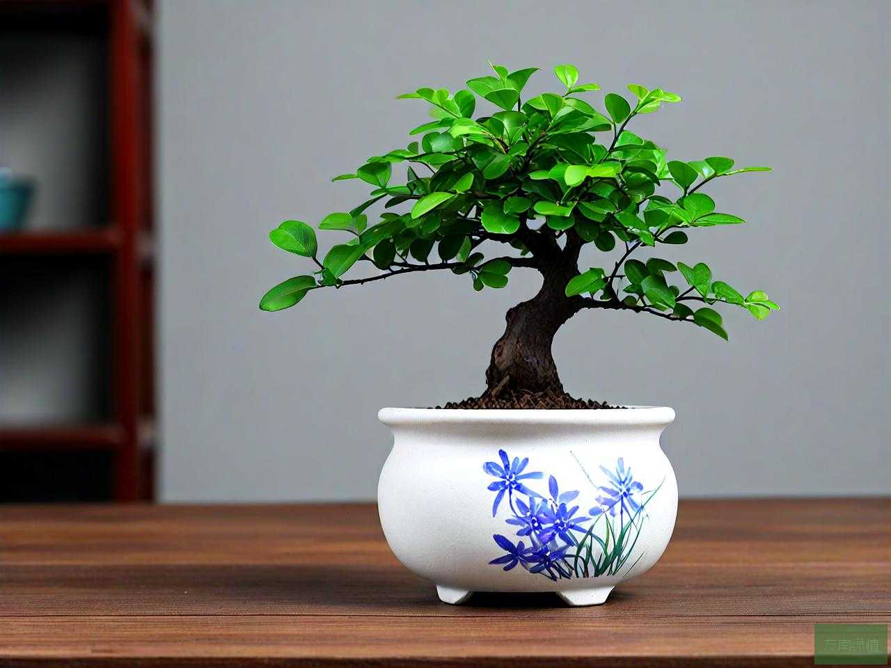 网上卖的小叶紫檀盆栽