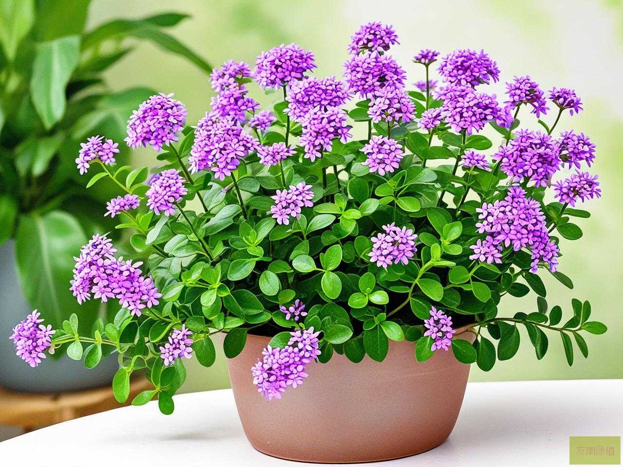 2025年碰碰香花草怎么养
