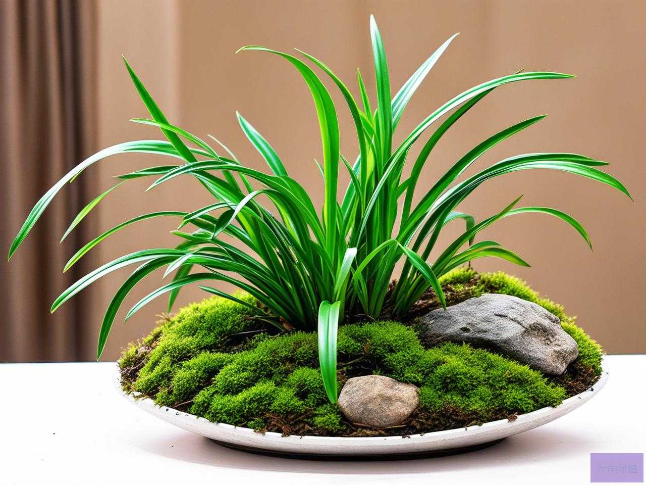 2025年养兰花用苔藓好吗