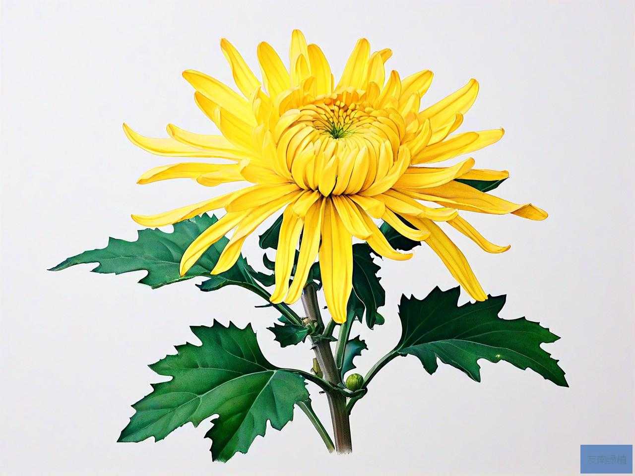 菊花是怎么传播种子的
