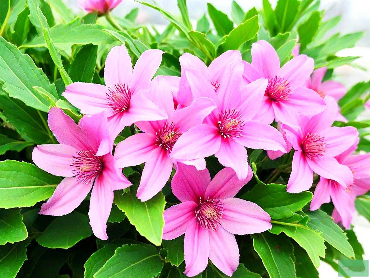 田七花能和什么一起吃