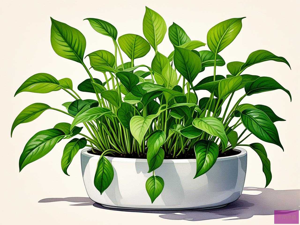 2025年长的快的水培植物