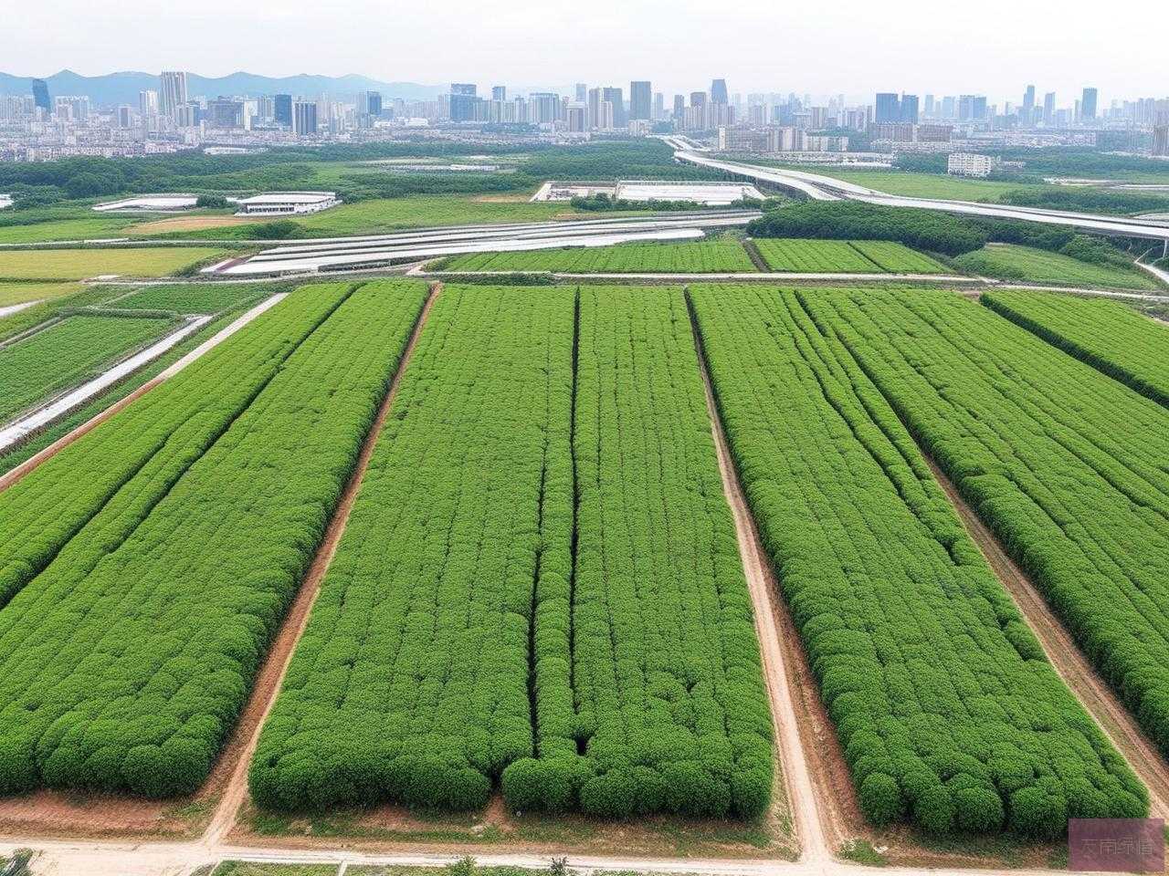 2025年南宁苗木基地地址