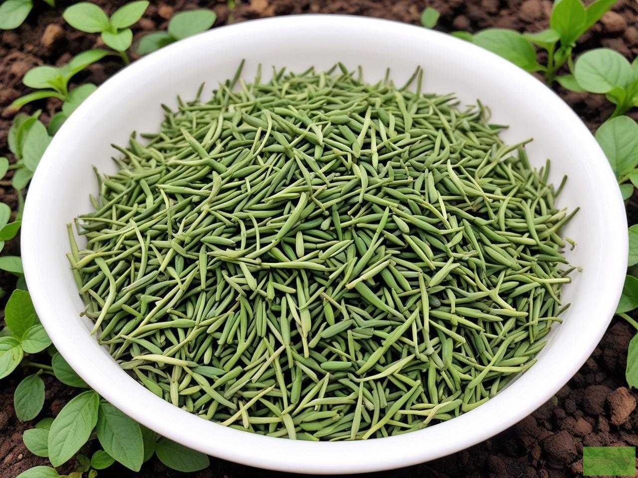 2025年哪里有荆芥种子卖