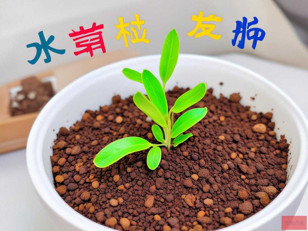 2025年种子发芽优秀作文
