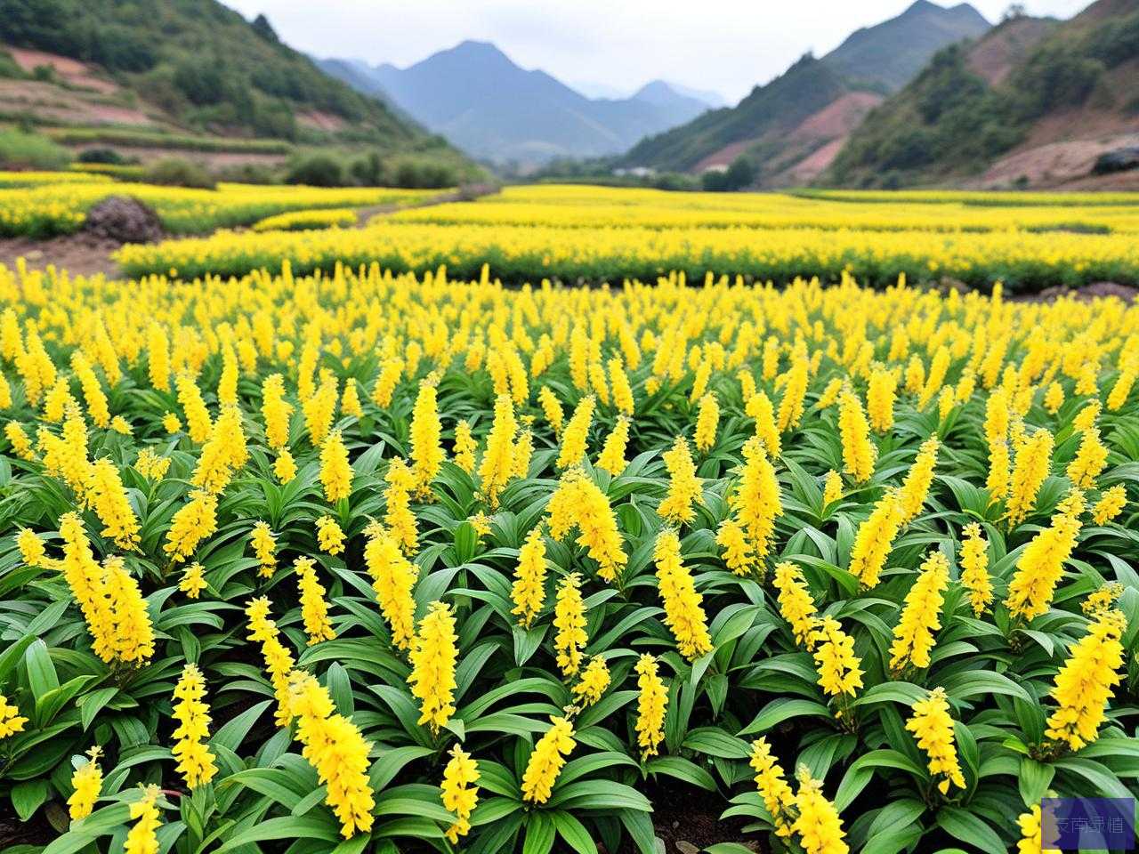 2025年多花黄精种植技术