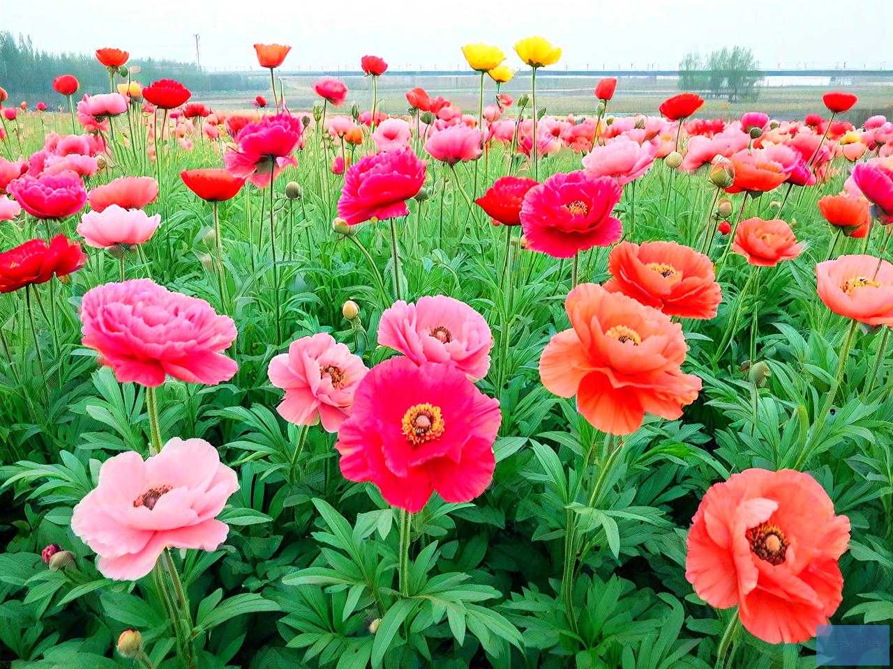西安最大花卉种植基地