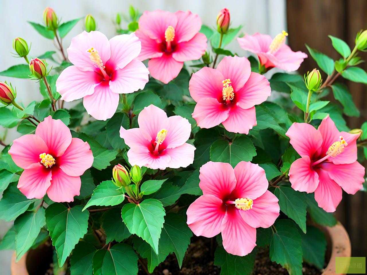 芙蓉花适合什么样花土