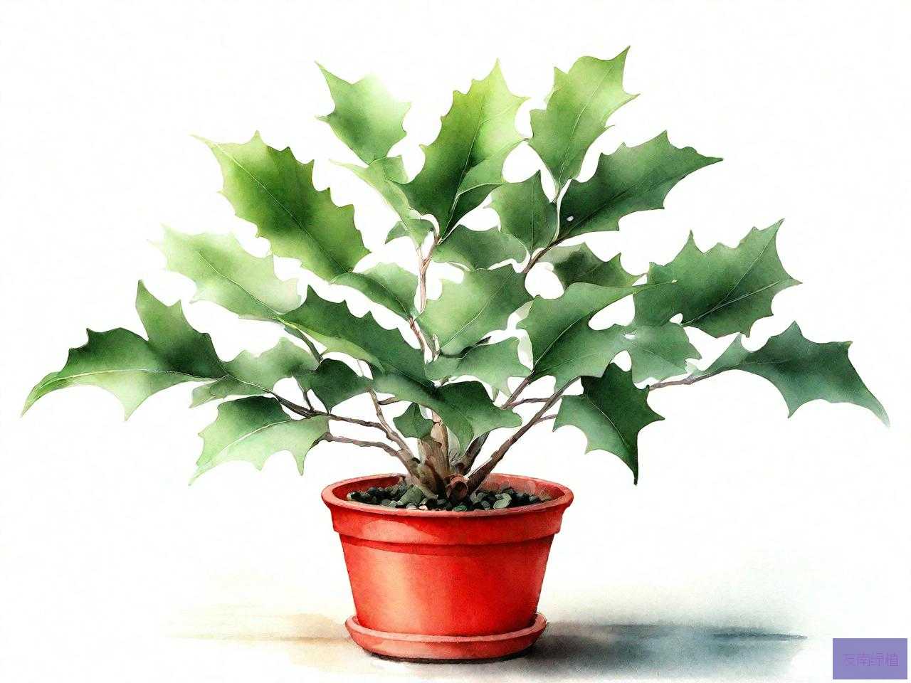 盆栽冬青怎么养