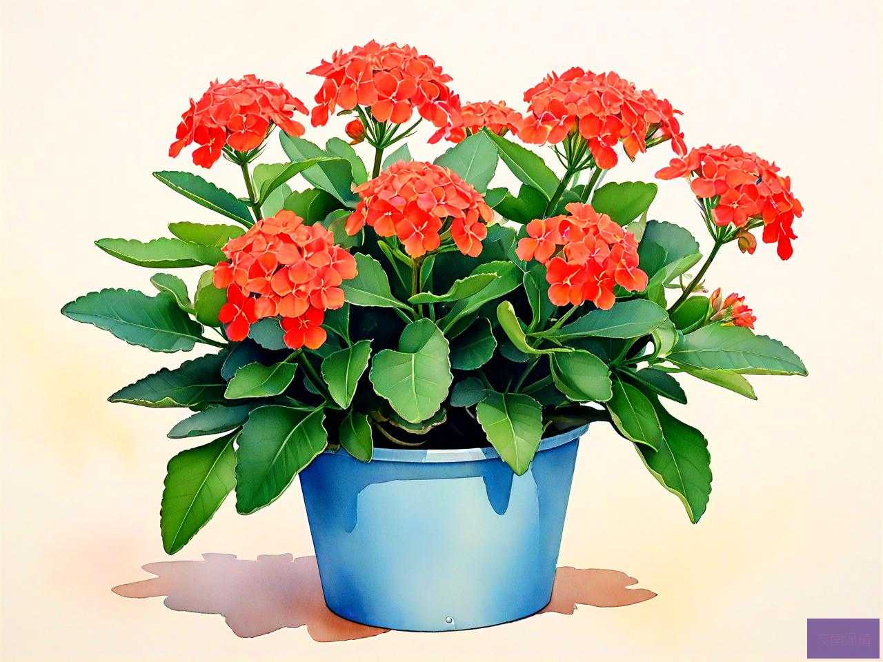 夏天买的长寿花怎么养