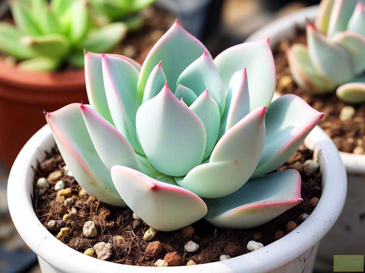 多肉植物鸽子蛋怎么养