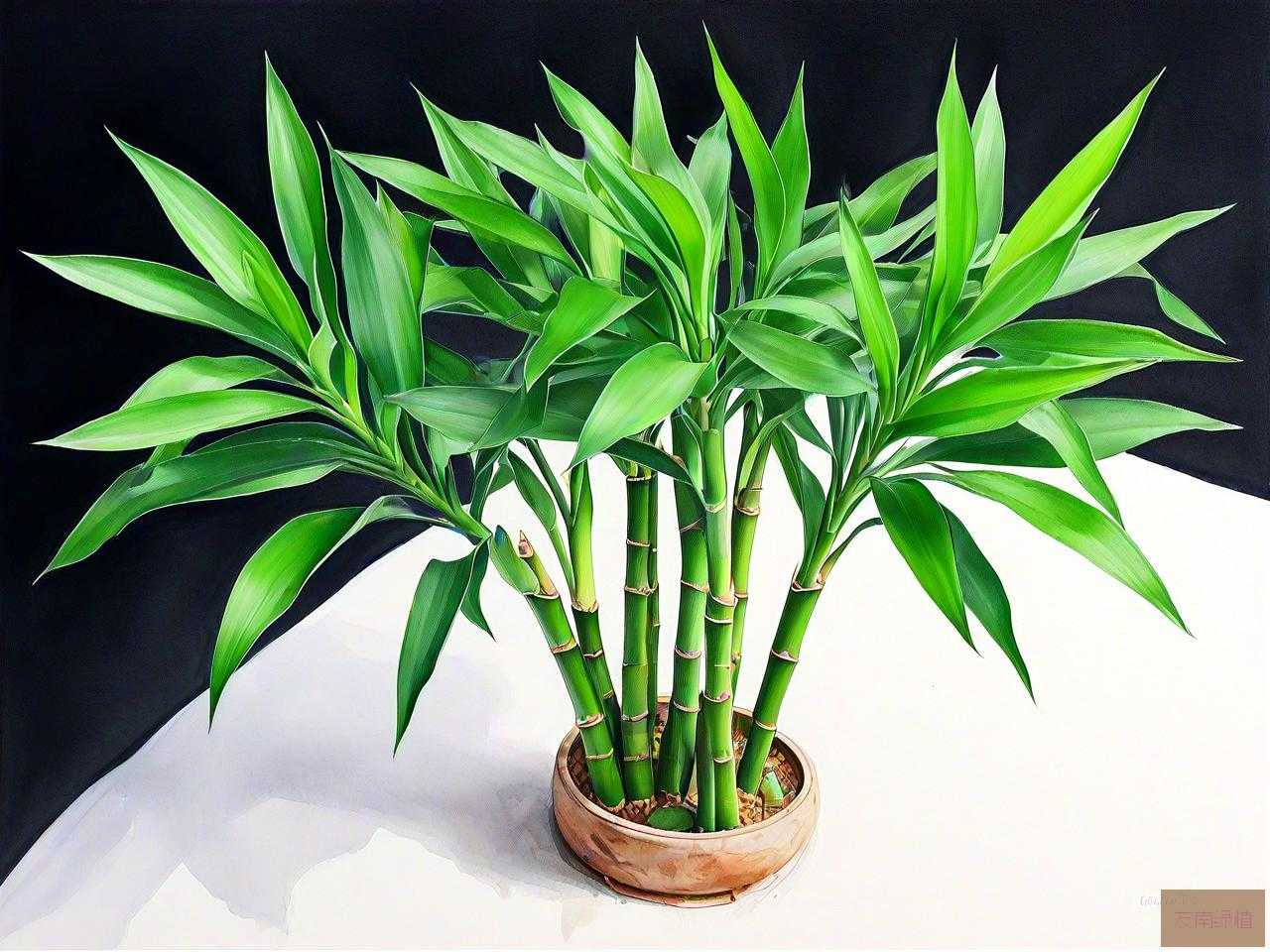 富贵竹刚买回家怎么养