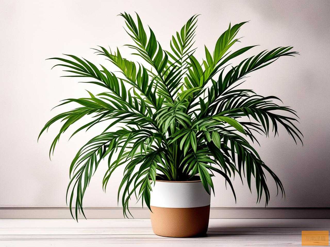 2025年吸甲醛最强的植物