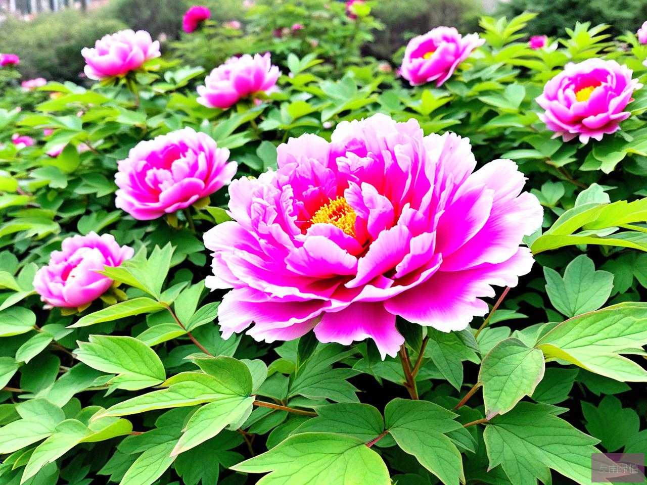 2025年洛阳牡丹花的诗句