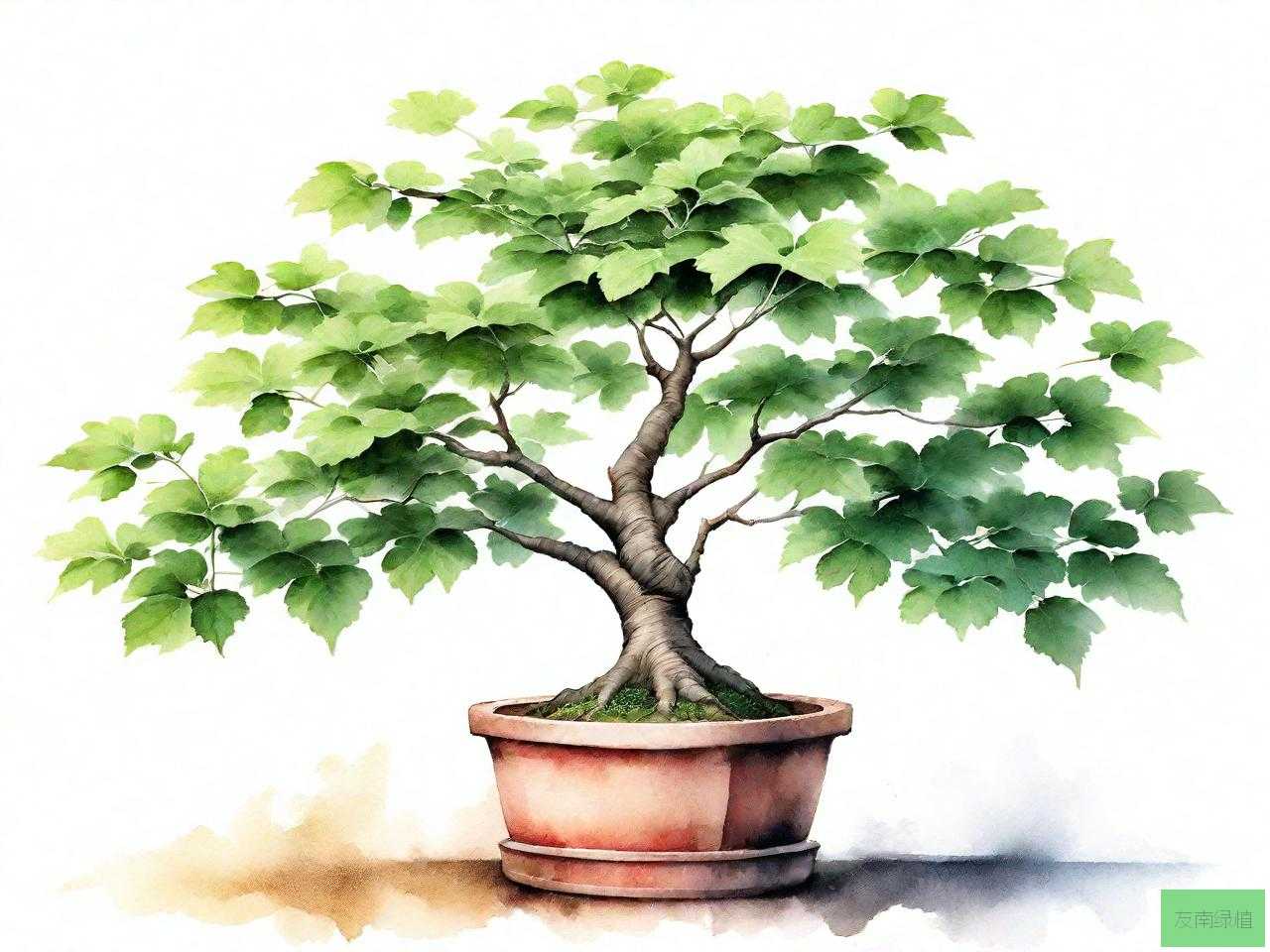 构树可以盆栽吗