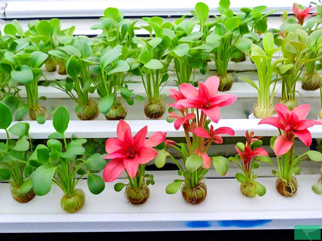 水培植物有哪些 家养