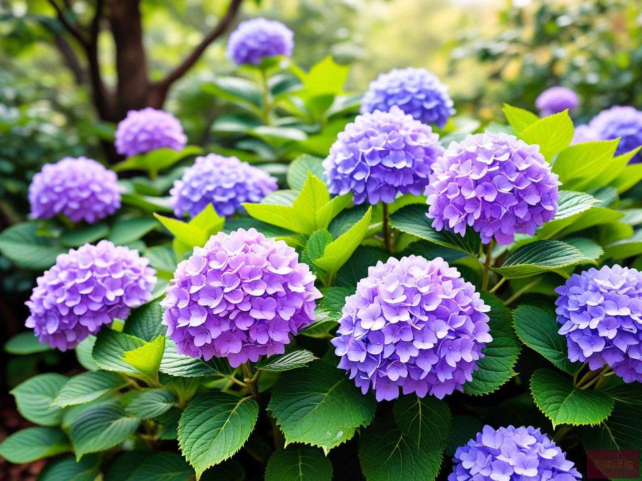 2025年绣球花的花语寓意