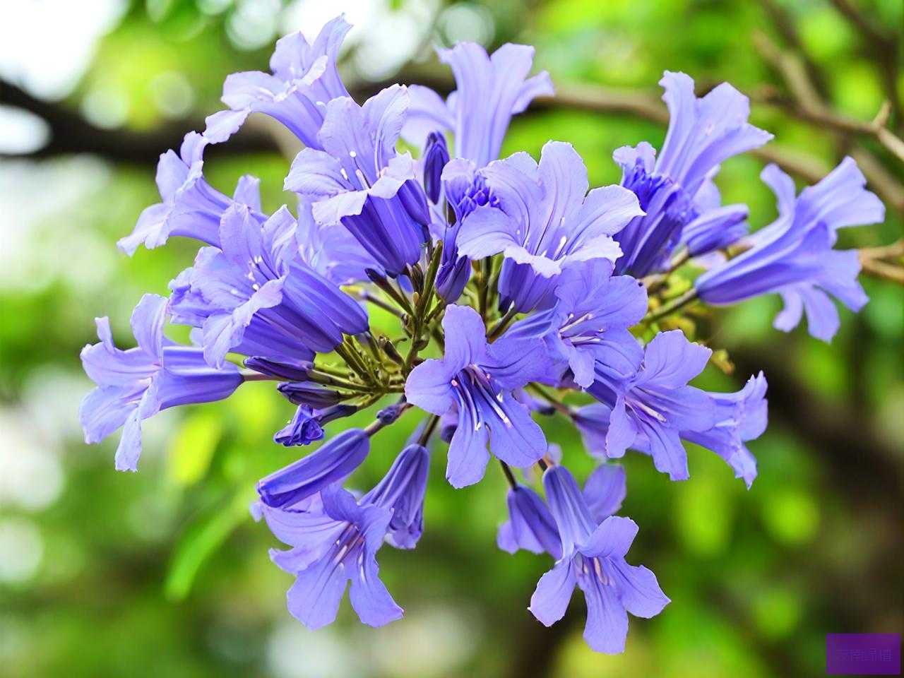 20公分蓝花楹多少钱
