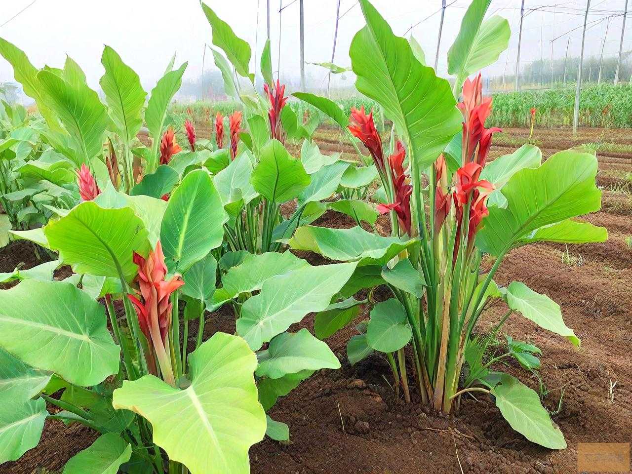 魔芋用什么肥料产量高